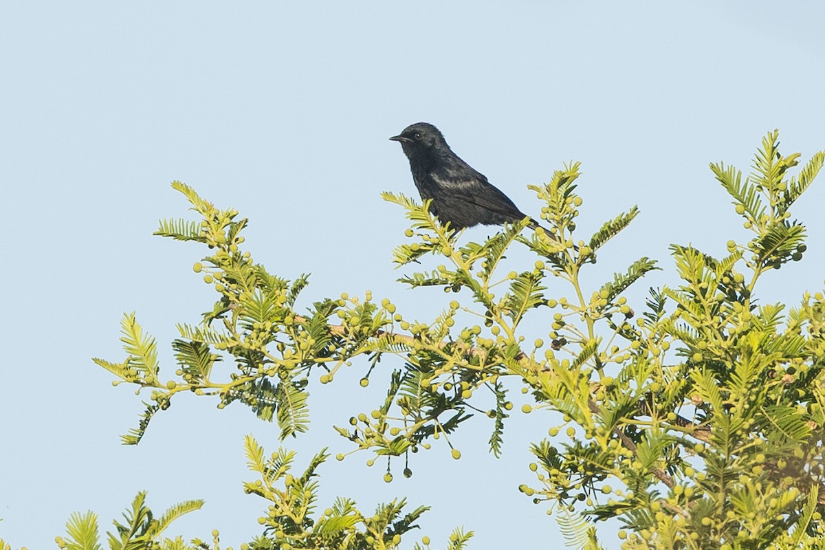 ミナミクロヒタキ - ML646388908