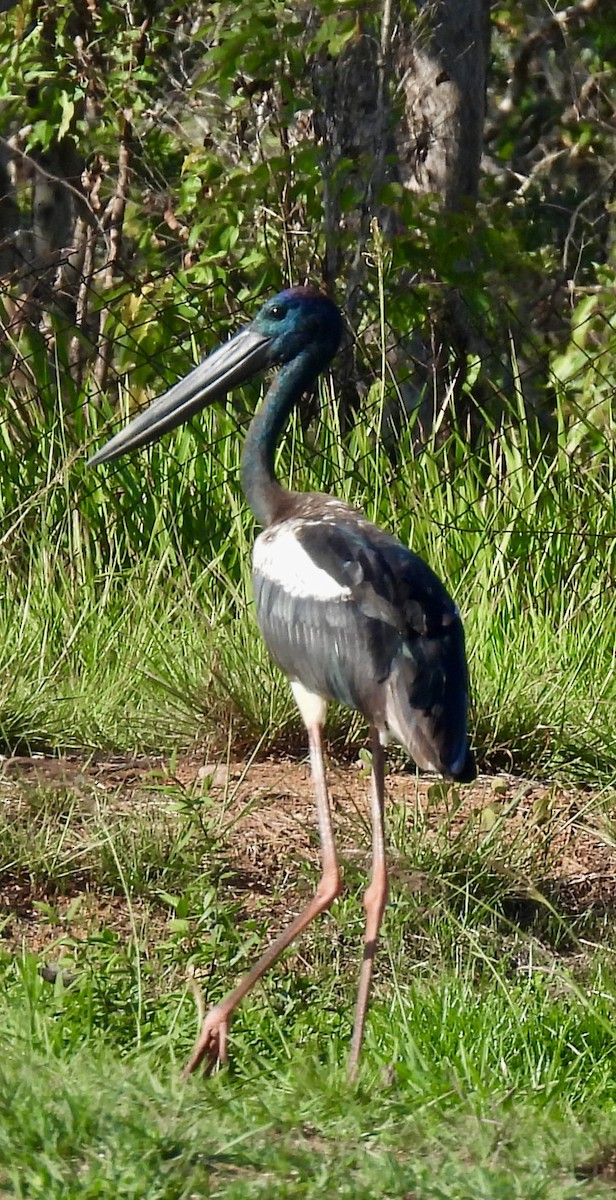 セイタカコウ - ML646388909