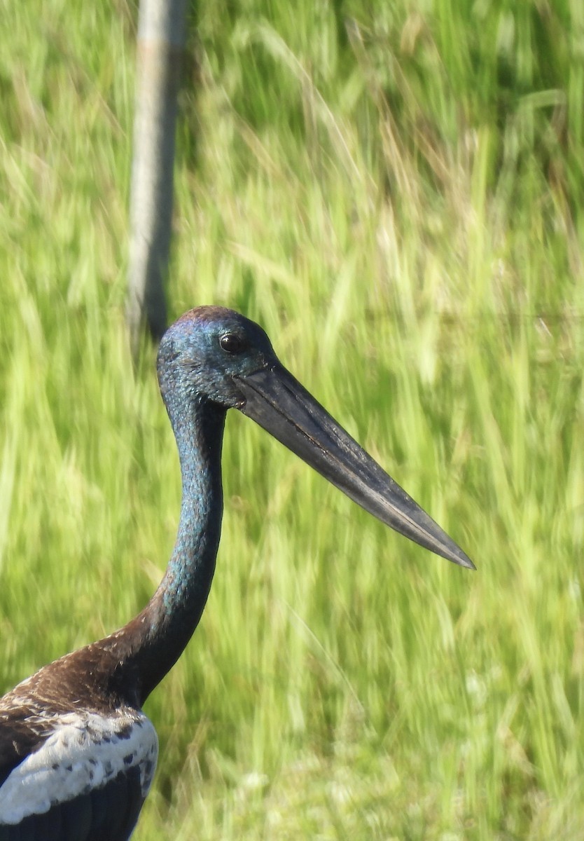 セイタカコウ - ML646388910