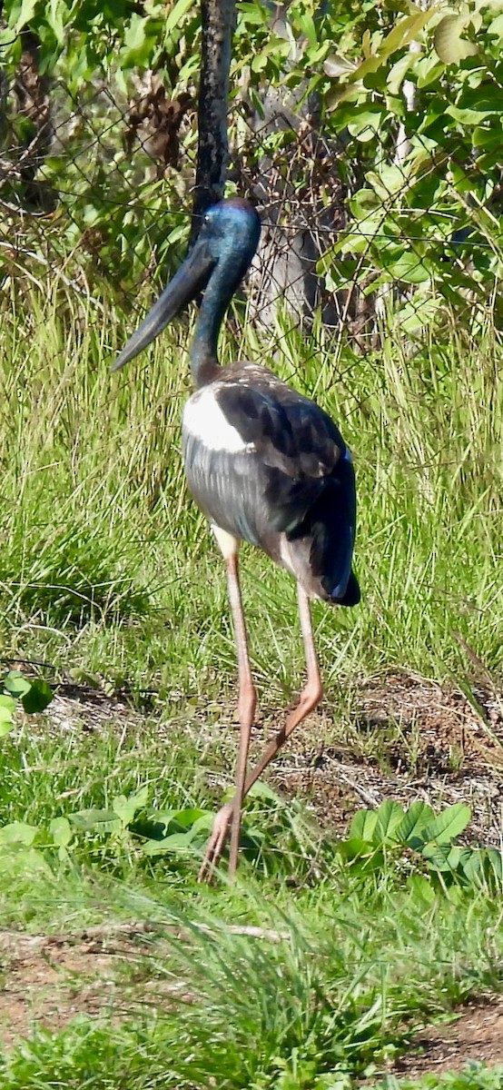 セイタカコウ - ML646388911