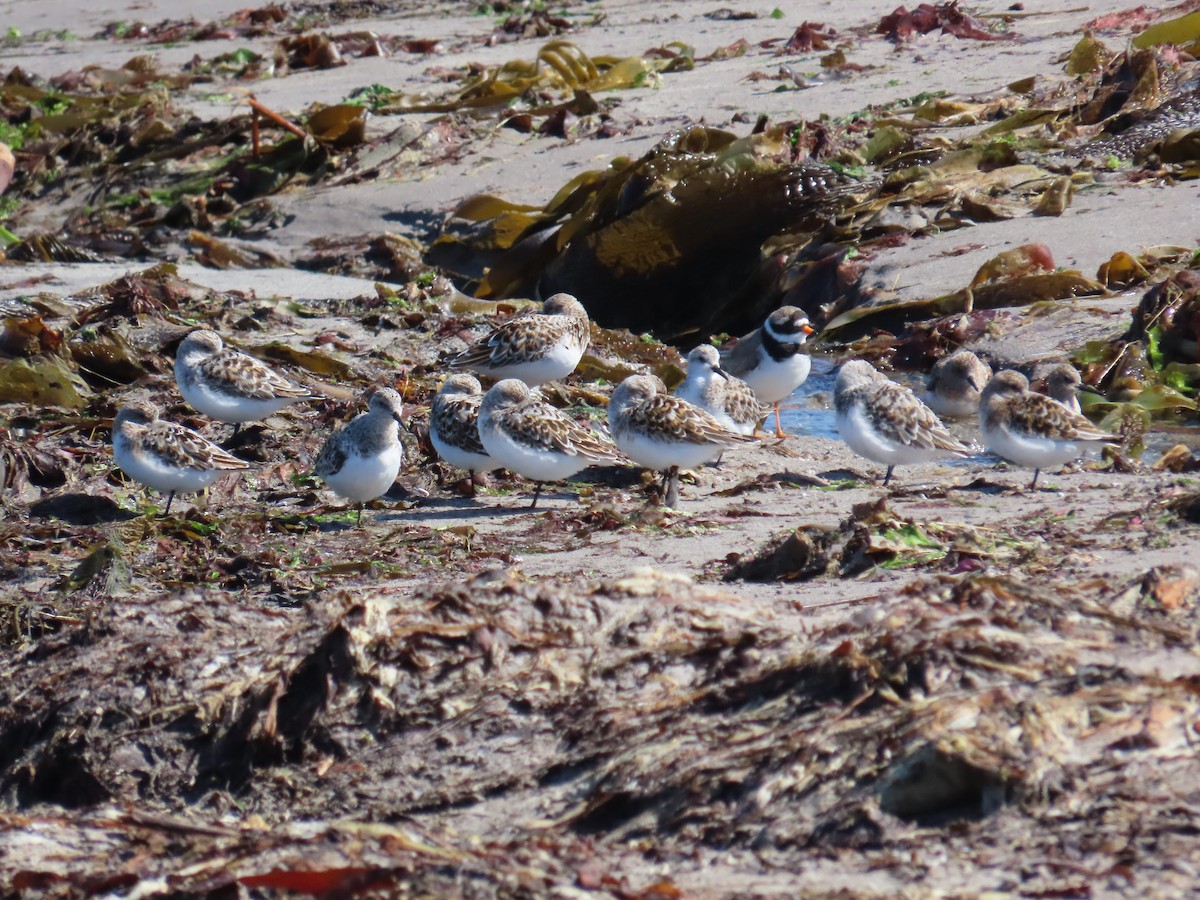 ミユビシギ - ML646388913