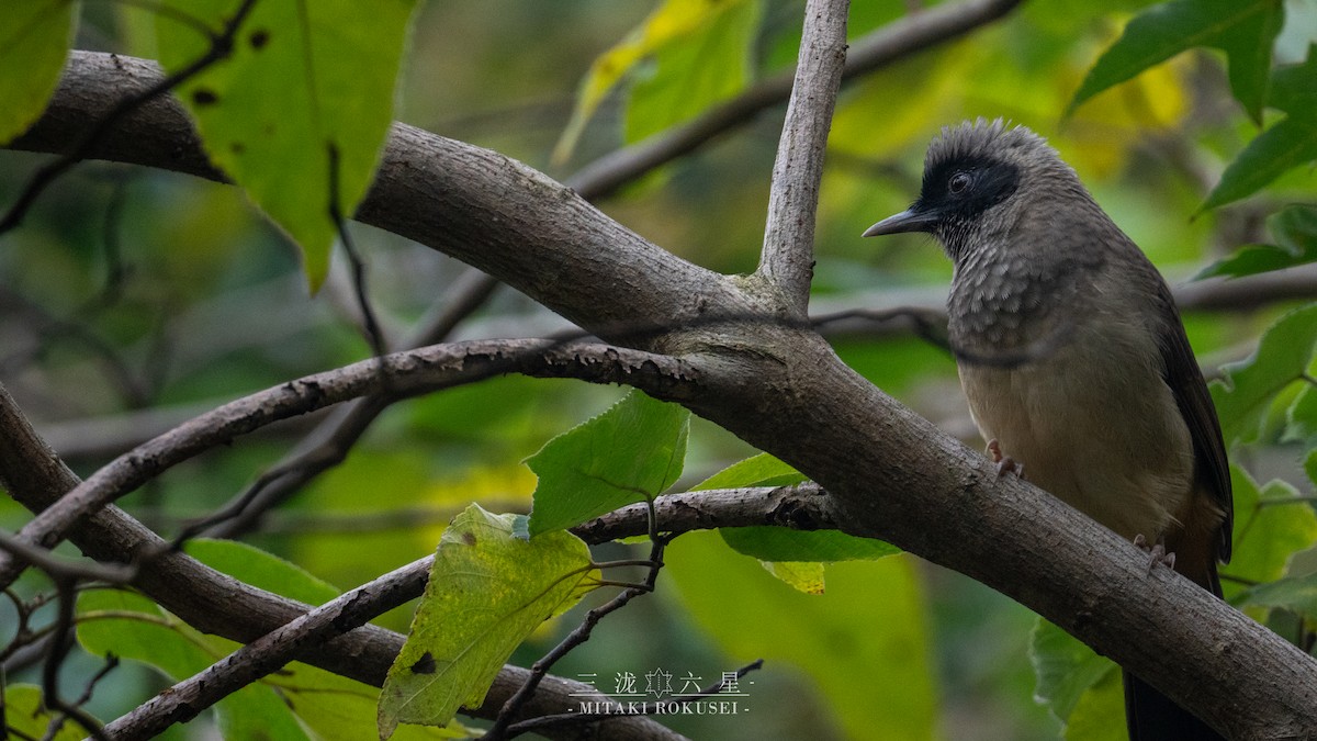 カオグロガビチョウ - ML646388914