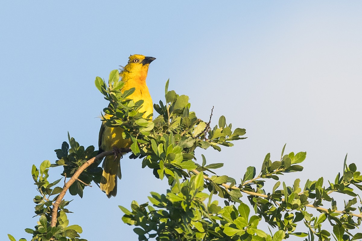 オオコガネハタオリ - ML646388915