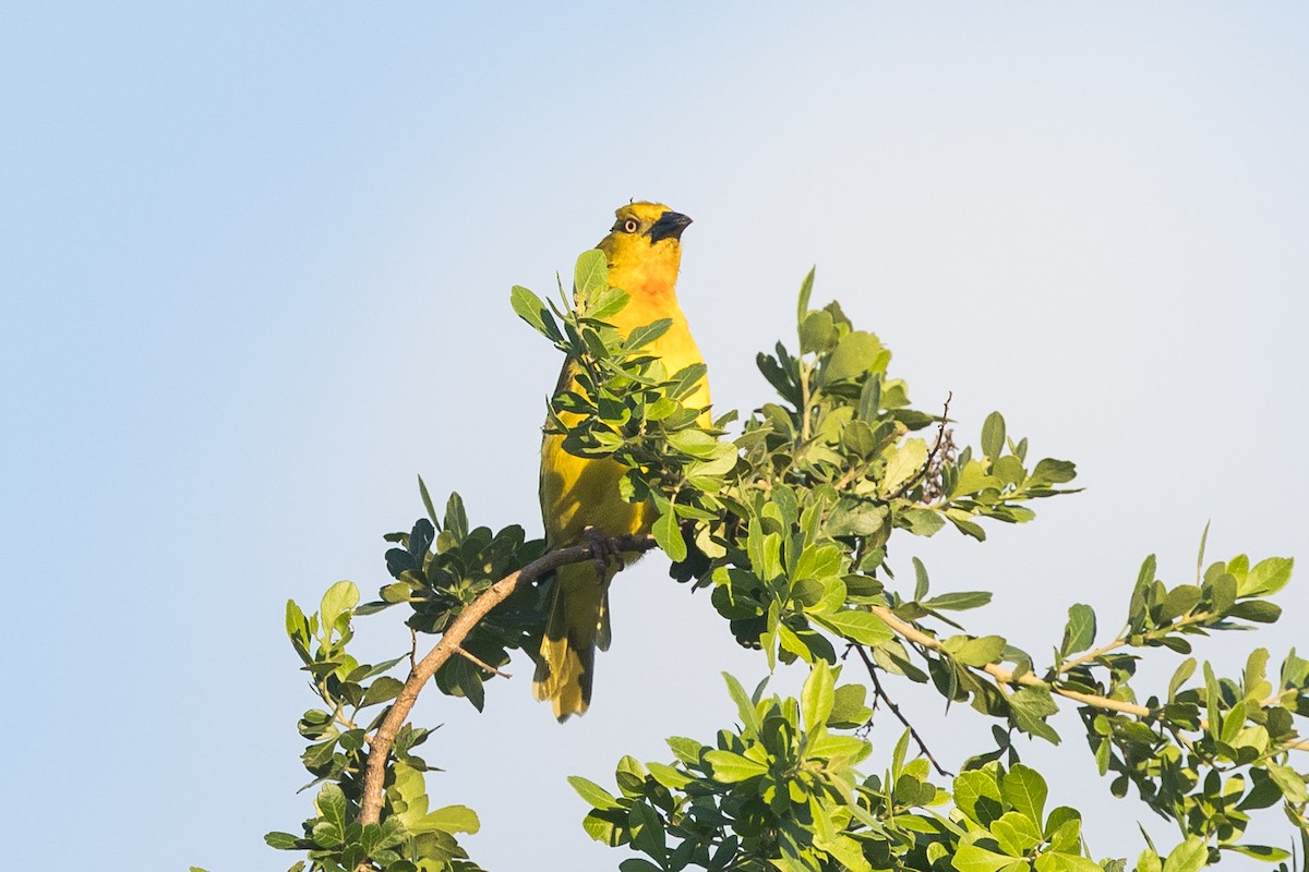 オオコガネハタオリ - ML646388916