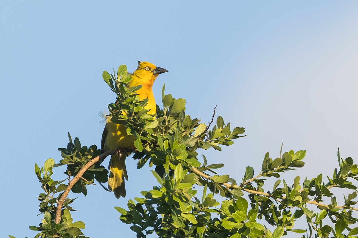 オオコガネハタオリ - ML646388917