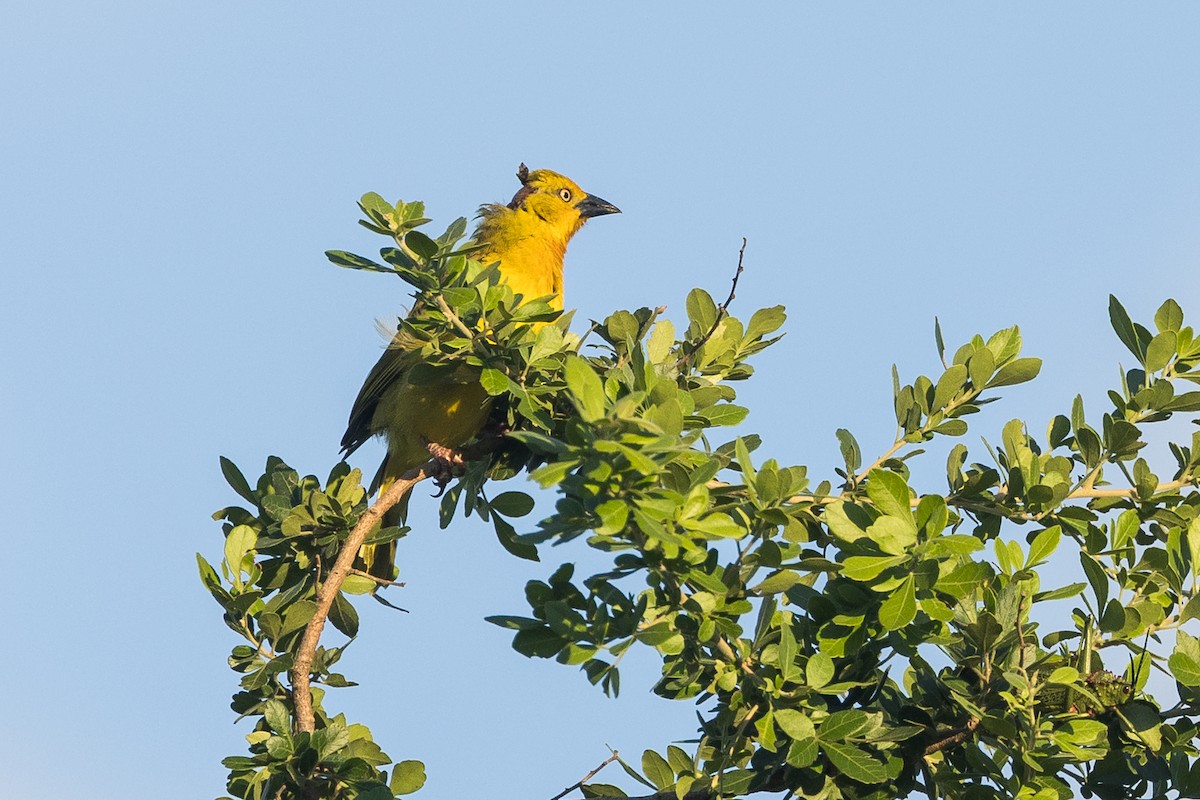 オオコガネハタオリ - ML646388918