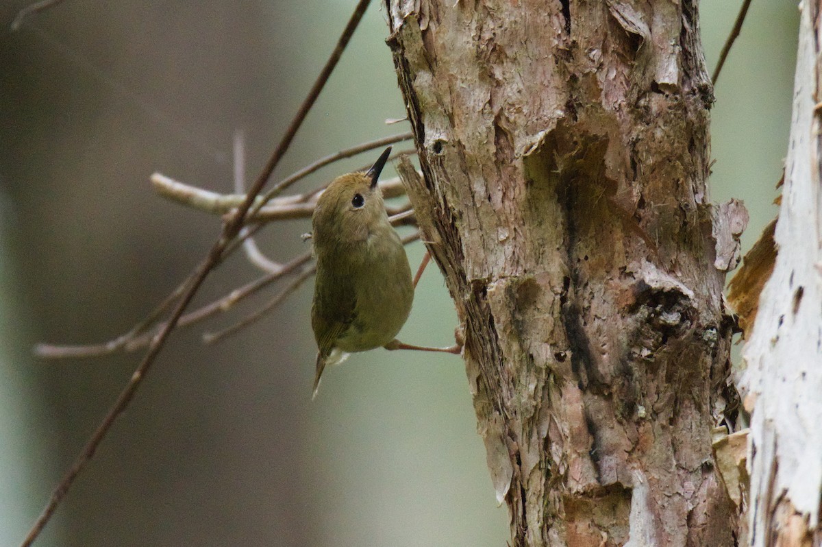 ハシナガヤブムシクイ - ML646388919