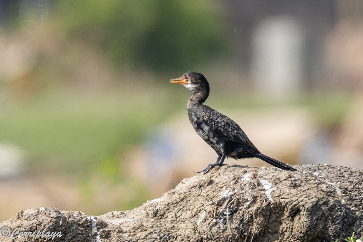 アフリカコビトウ - ML646388920