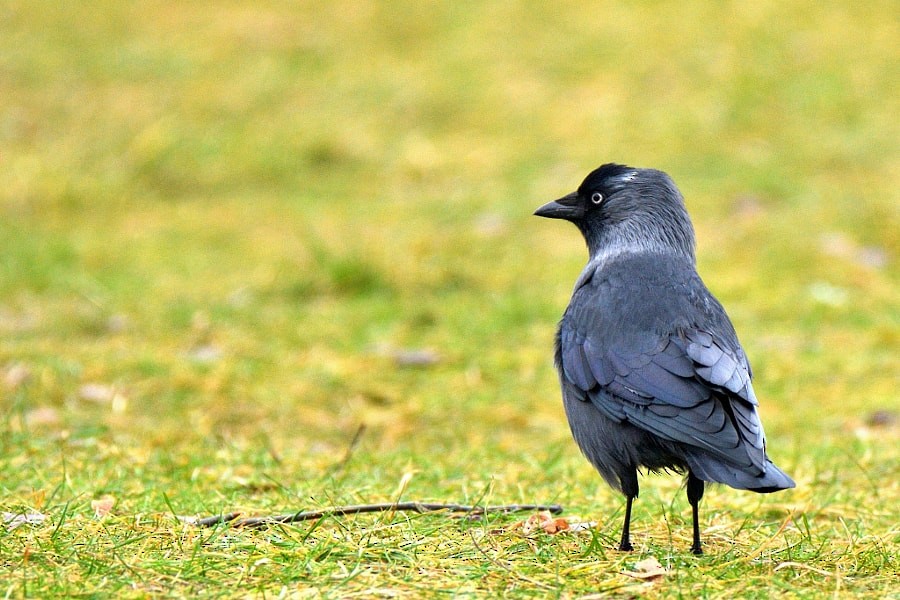 ニシコクマルガラス - ML646388922