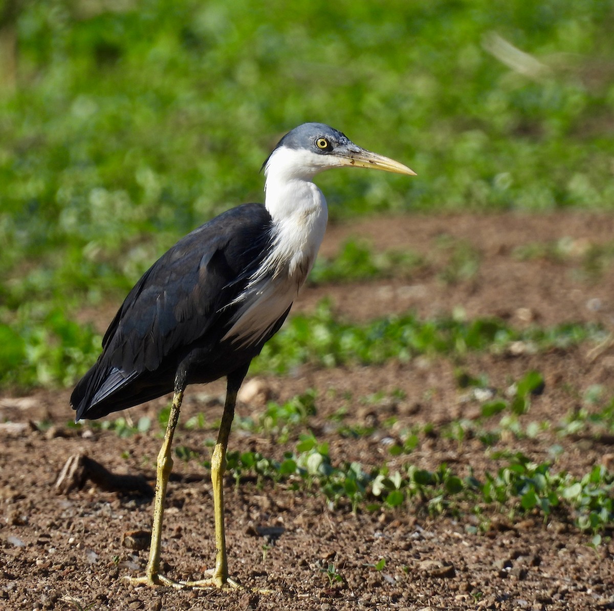 ムナジロクロサギ - ML646388923