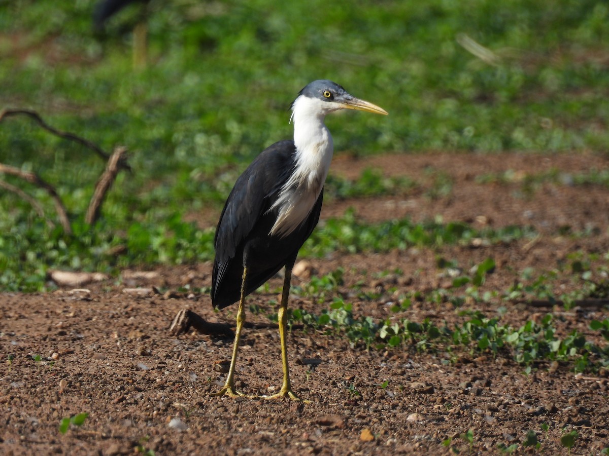 ムナジロクロサギ - ML646388924