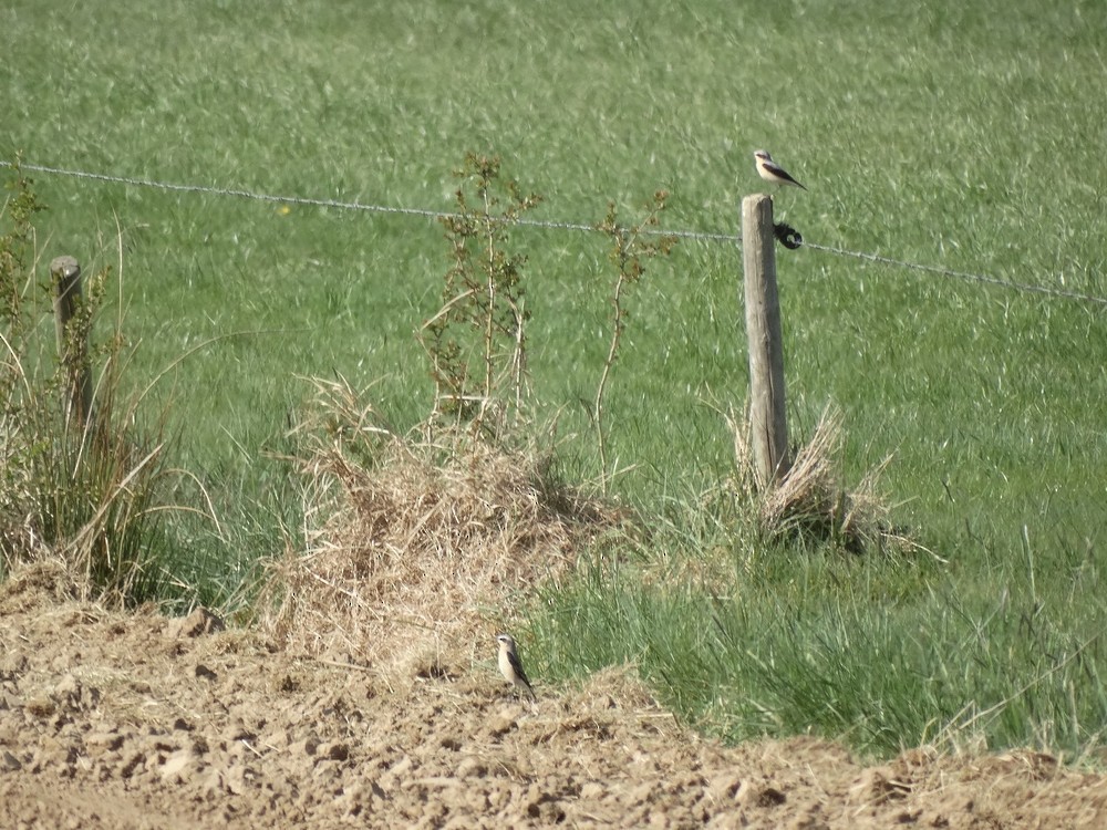 ハシグロヒタキ - ML646388925