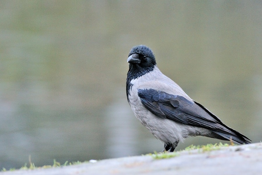 ズキンガラス - ML646388927