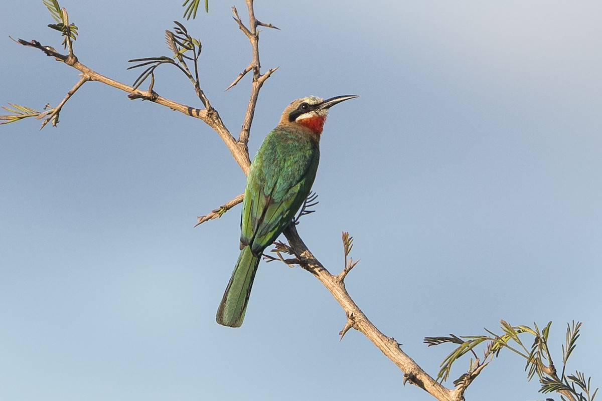 シロビタイハチクイ - ML646388929