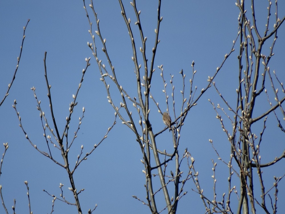 ムネアカヒワ - ML646388930