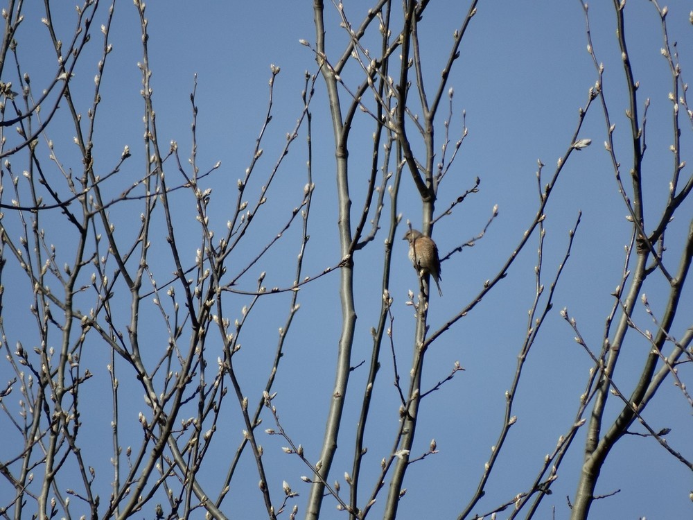 ムネアカヒワ - ML646388931