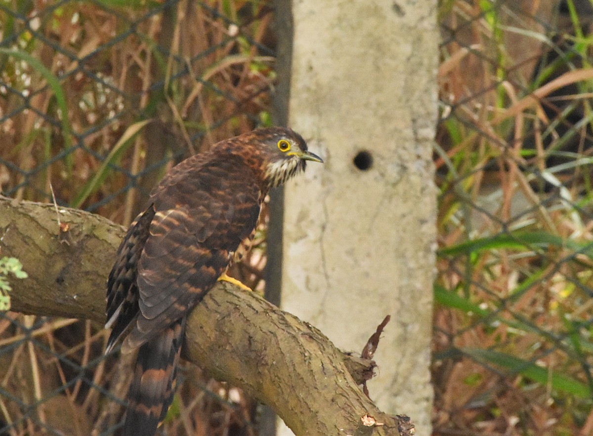 Large Hawk-Cuckoo - ML646388932