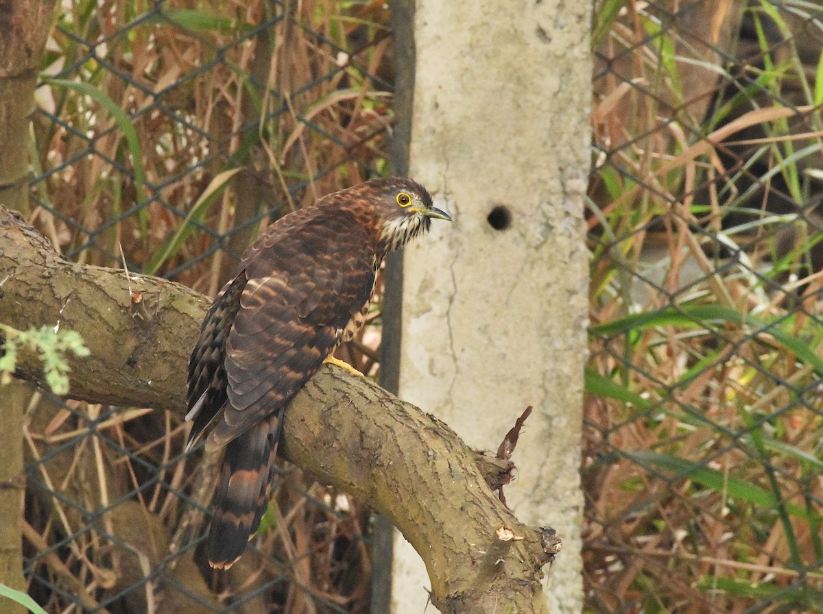 Large Hawk-Cuckoo - ML646388933