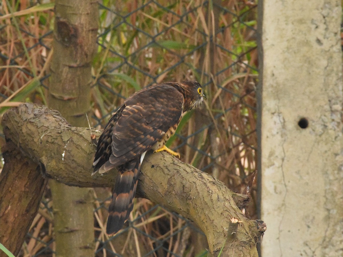 Large Hawk-Cuckoo - ML646388934
