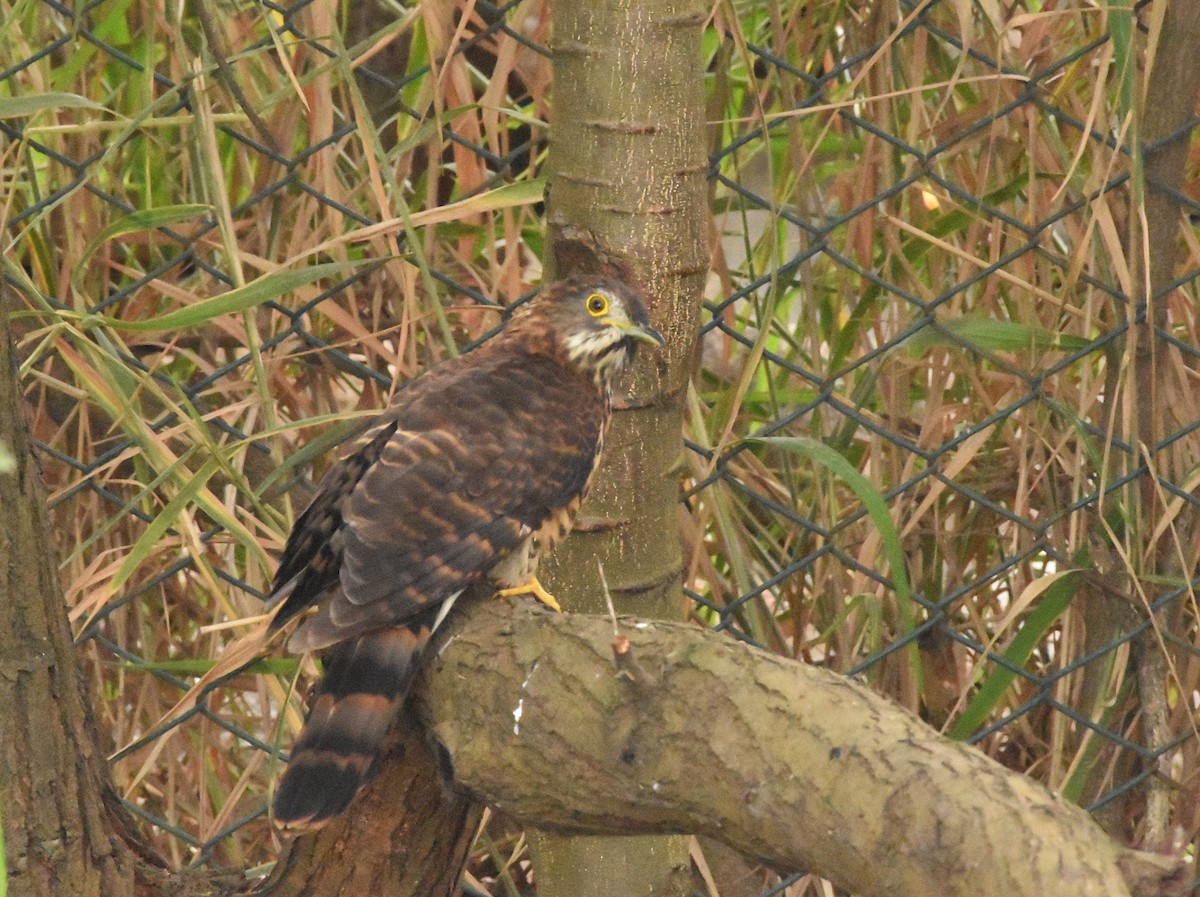 Large Hawk-Cuckoo - ML646388935