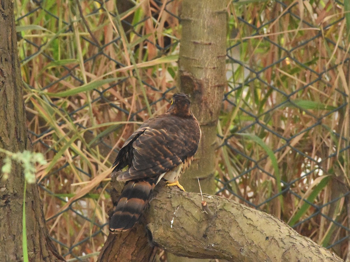 Large Hawk-Cuckoo - ML646388936
