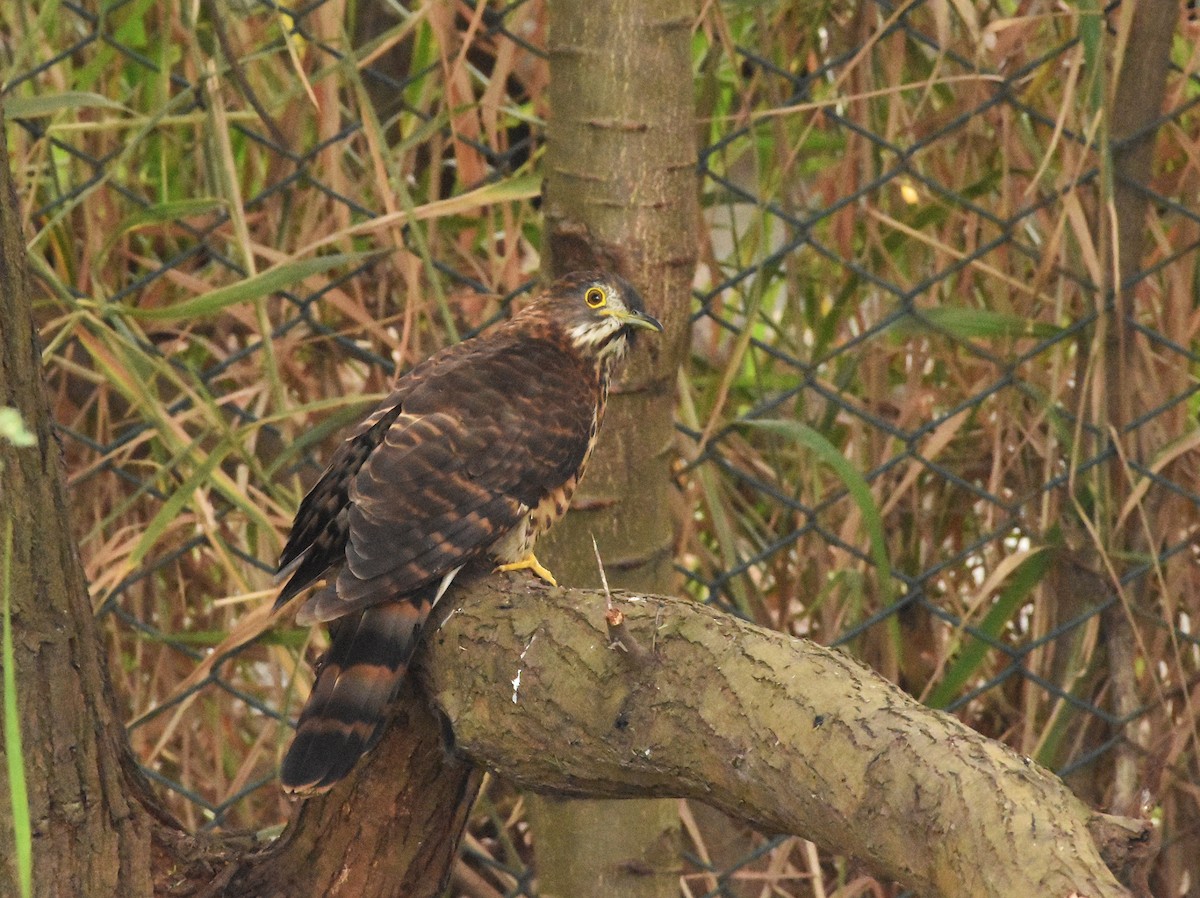 Large Hawk-Cuckoo - ML646388937