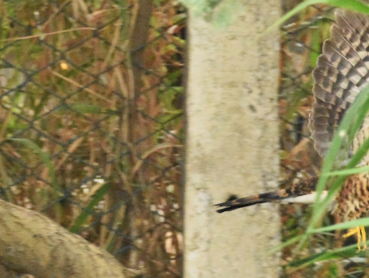 Large Hawk-Cuckoo - ML646388938