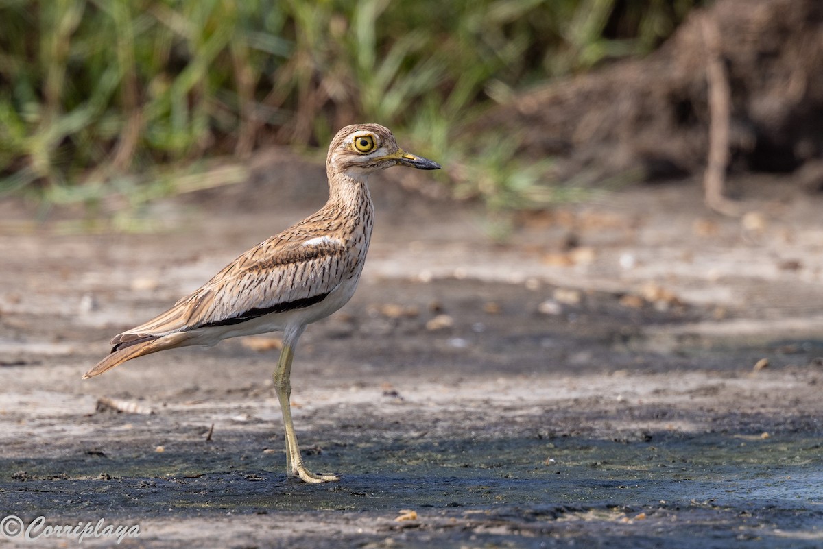 コイシチドリ - ML646388939