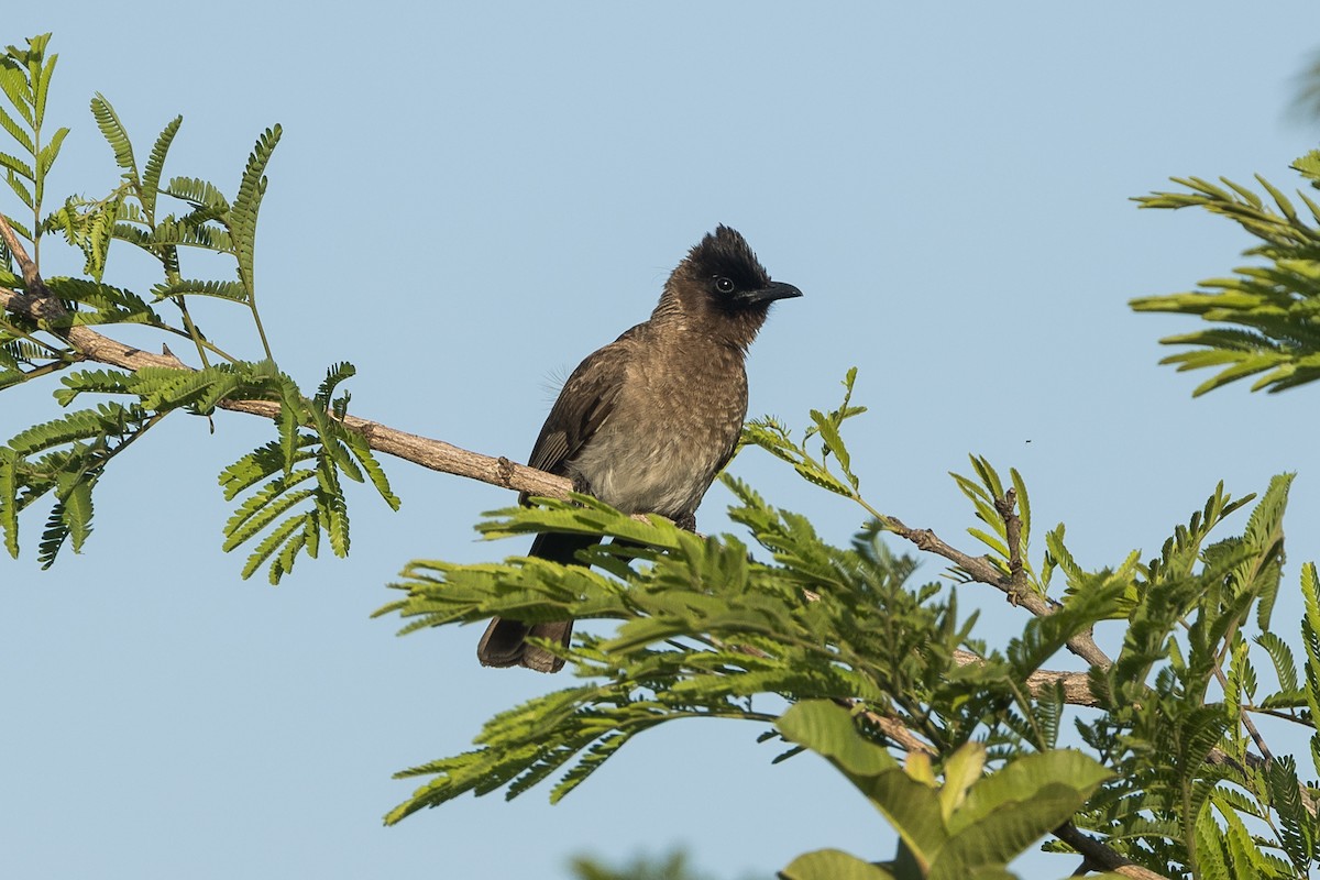 Common Bulbul - ML646388941