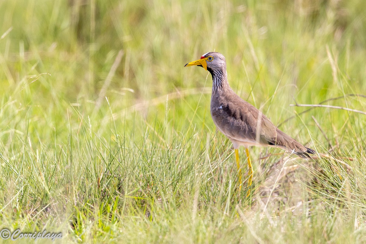 Wattled Lapwing - ML646388942