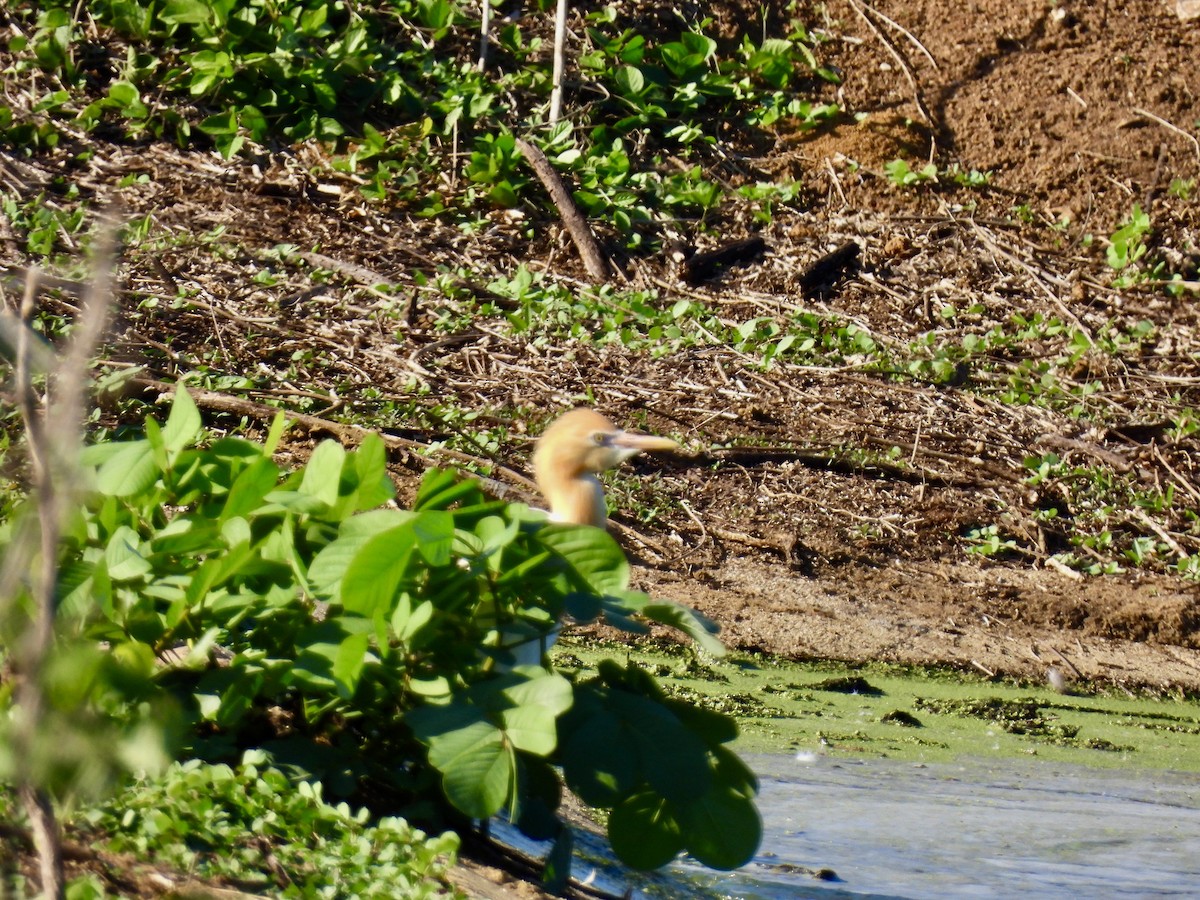 Eastern Cattle-Egret - ML646388944