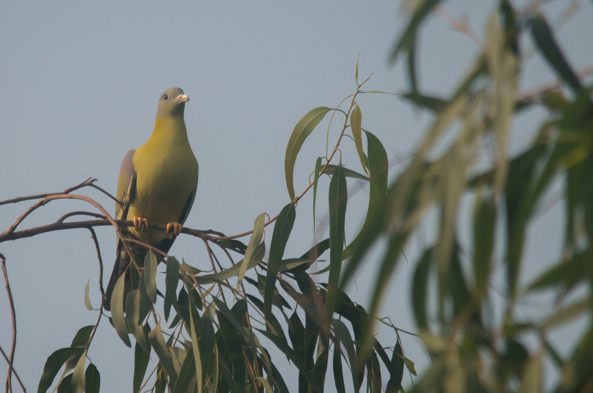 Yellow-footed Green-Pigeon - ML646388947