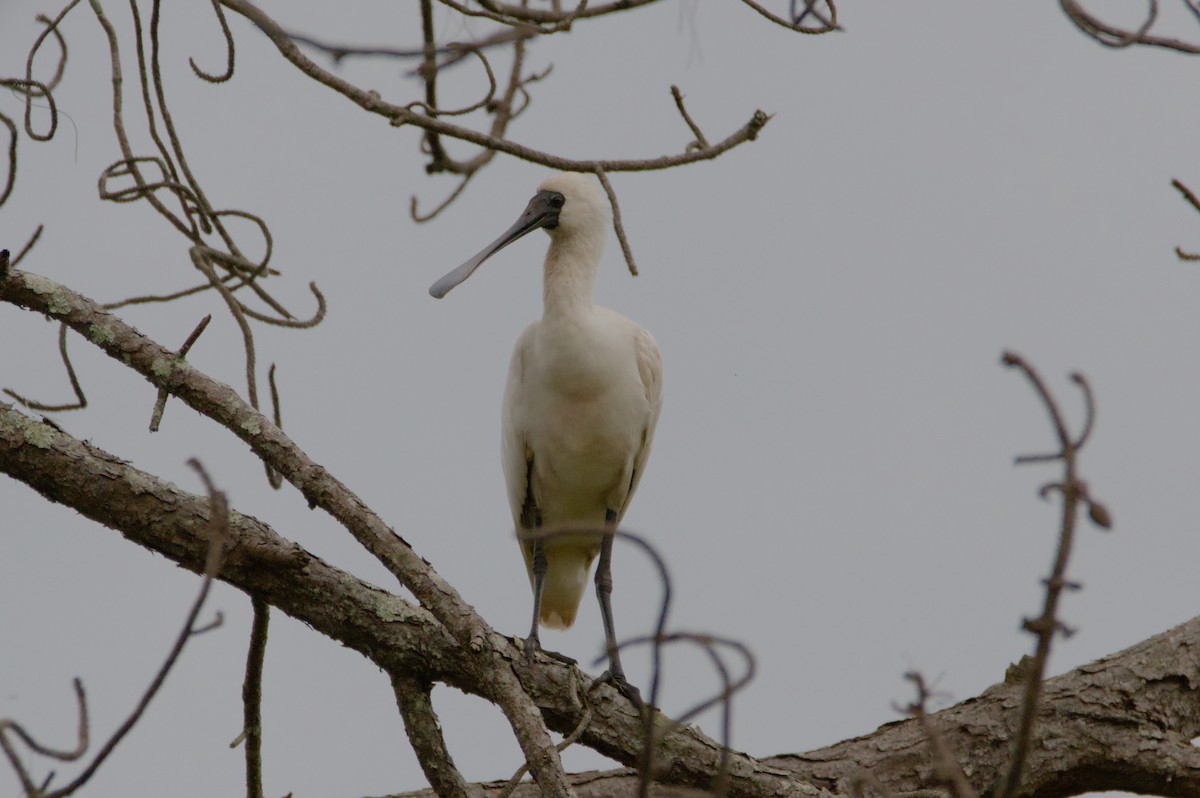 Königslöffler - ML646388948