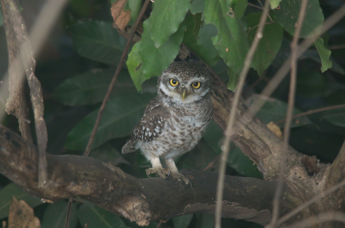 Brahmakauz - ML646388953