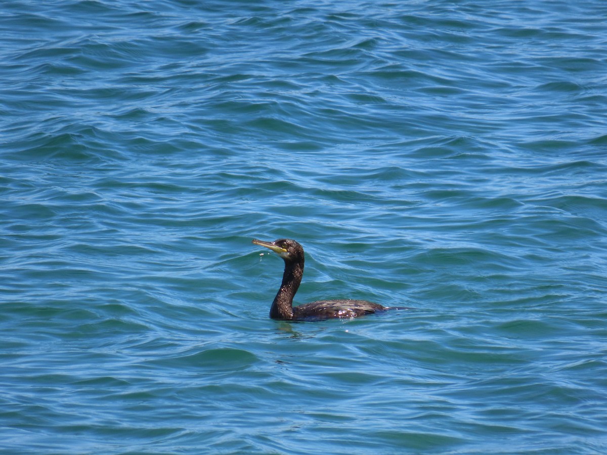 Krähenscharbe - ML646388955