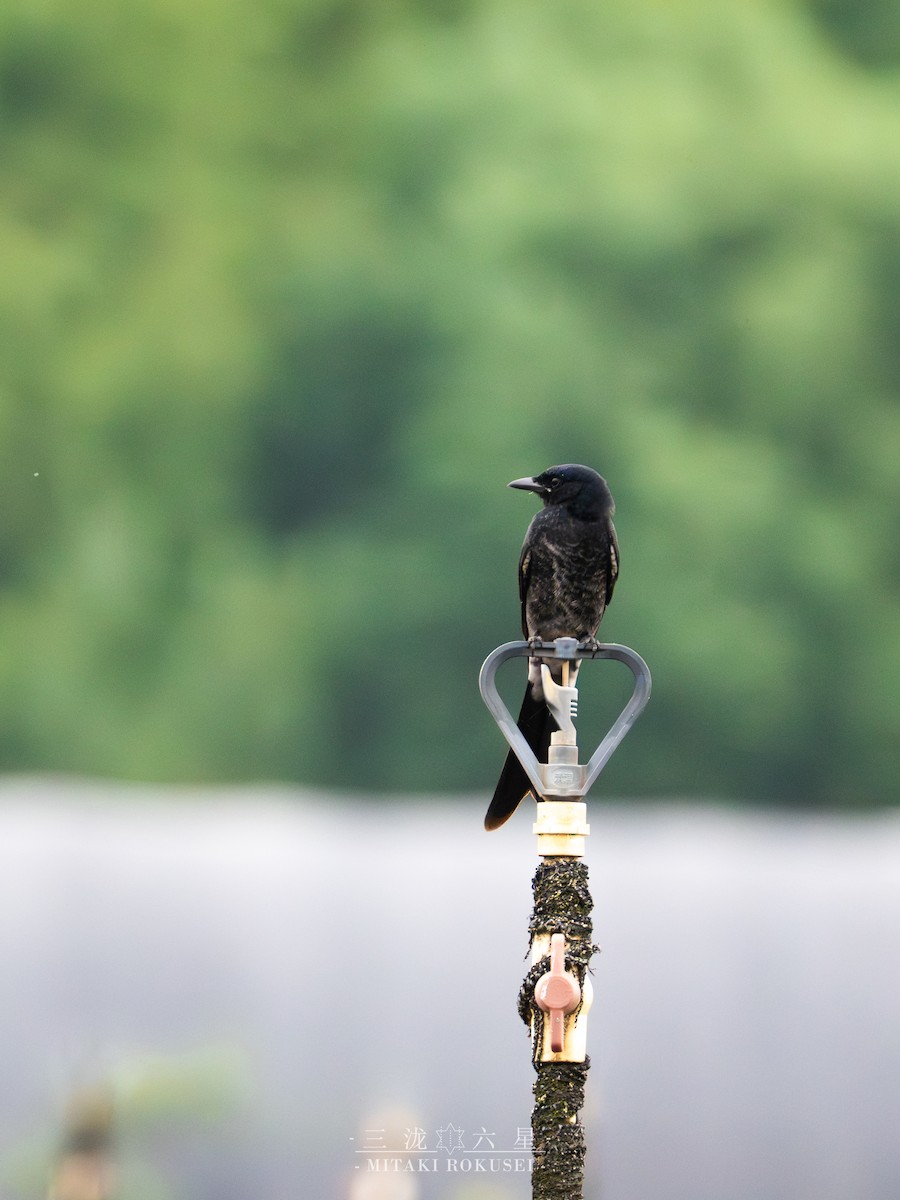 Königsdrongo - ML646388956