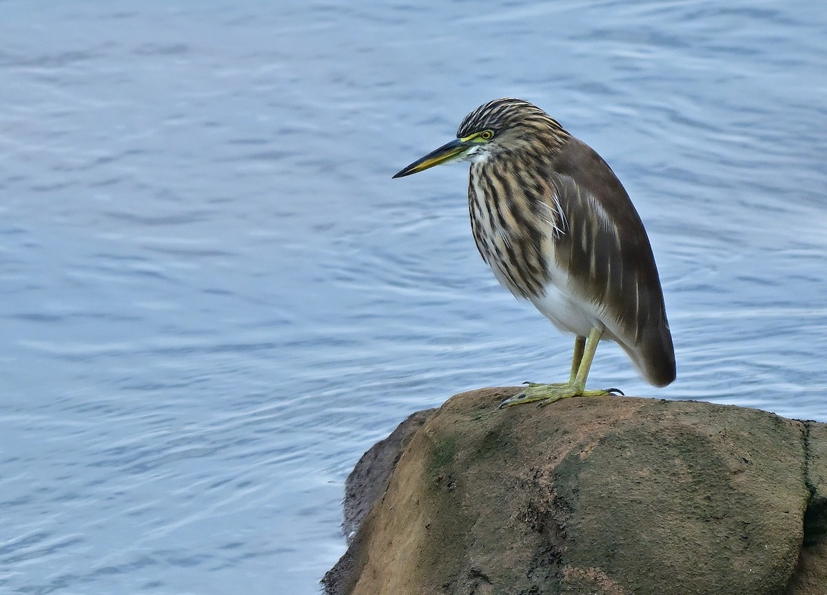 Paddyreiher - ML646388957