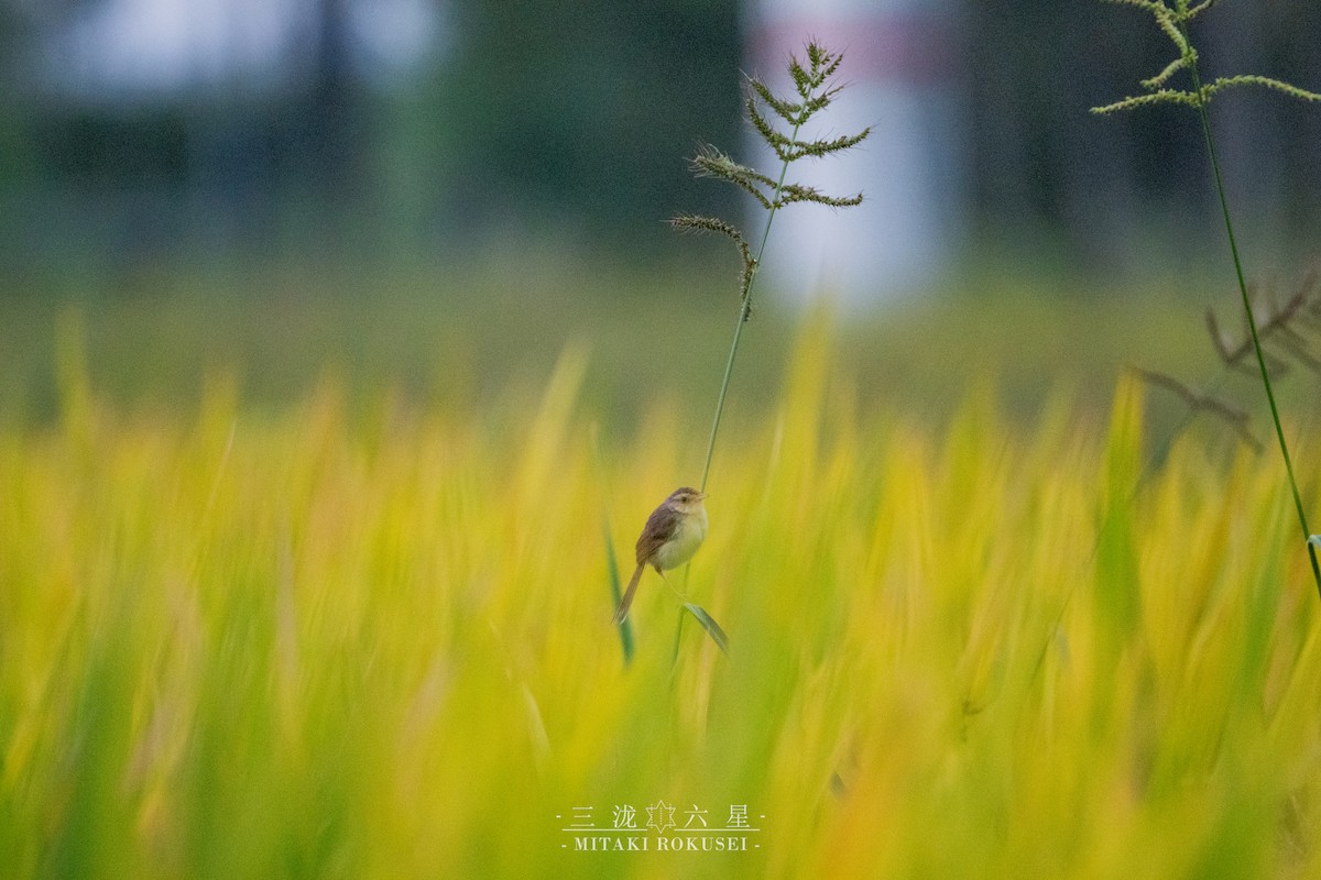 Schlichtprinie - ML646388958