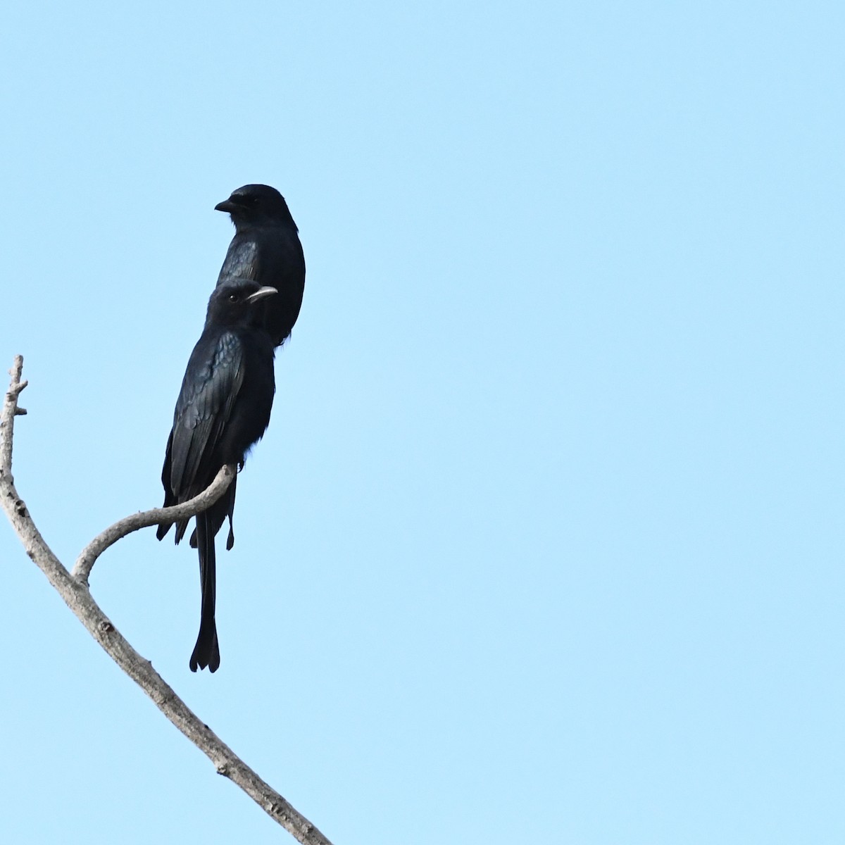 Königsdrongo - ML646388959