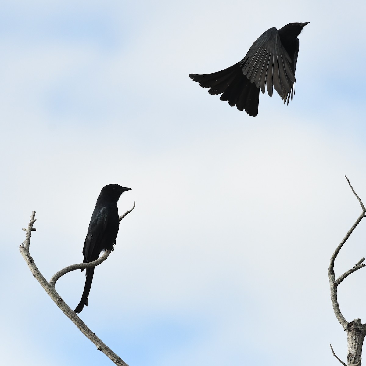 Königsdrongo - ML646388960