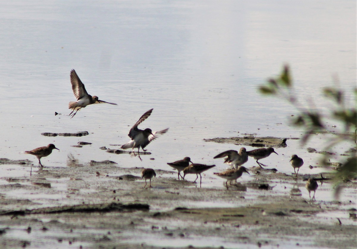 Sandstrandläufer - ML646388961