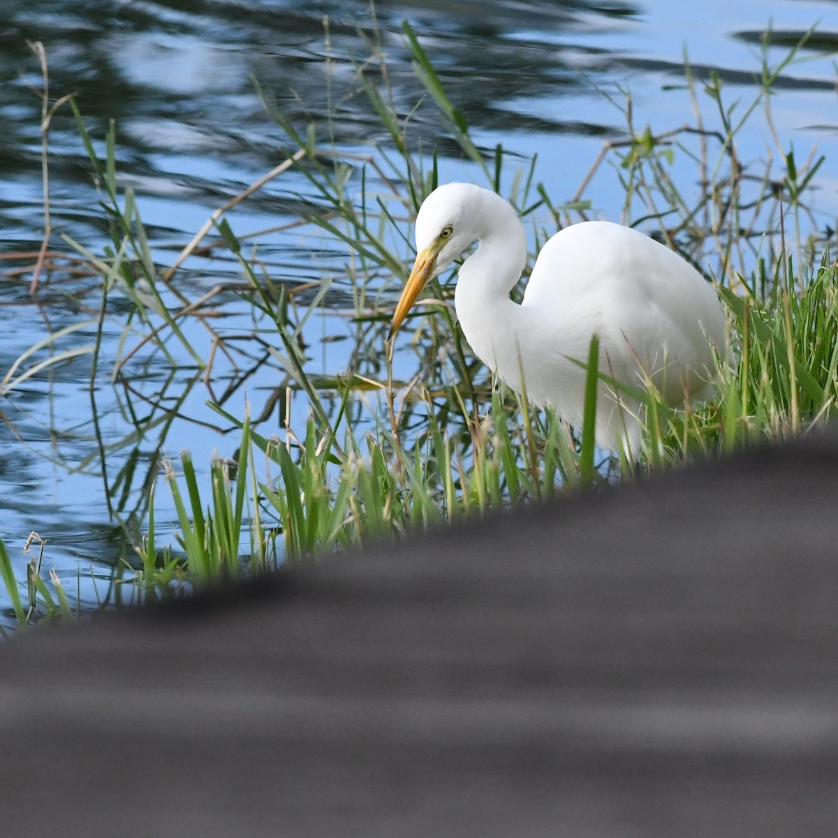 Asienmittelreiher - ML646388962