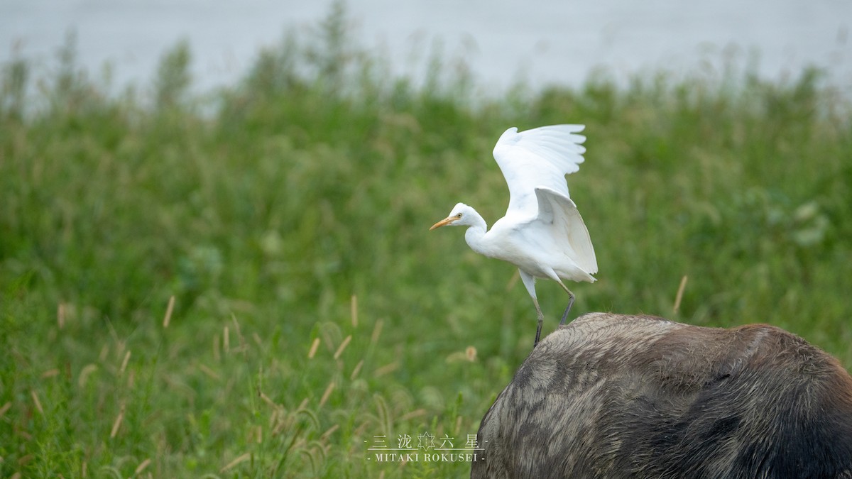 Koromandelkuhreiher - ML646388963