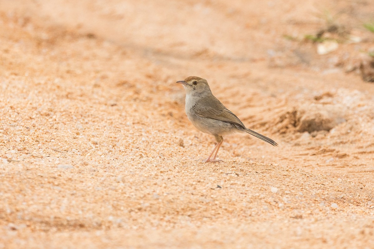 Braunkopf-Zistensänger - ML646388965