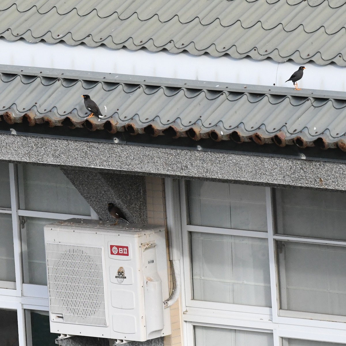 Javamaina - ML646388966