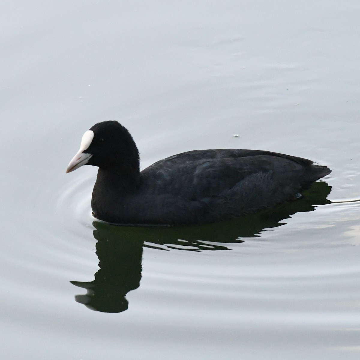 Blässhuhn - ML646388967