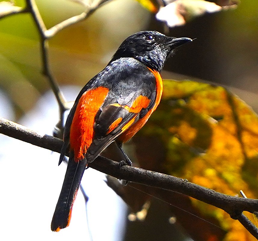 Orangemennigvogel - ML646388968