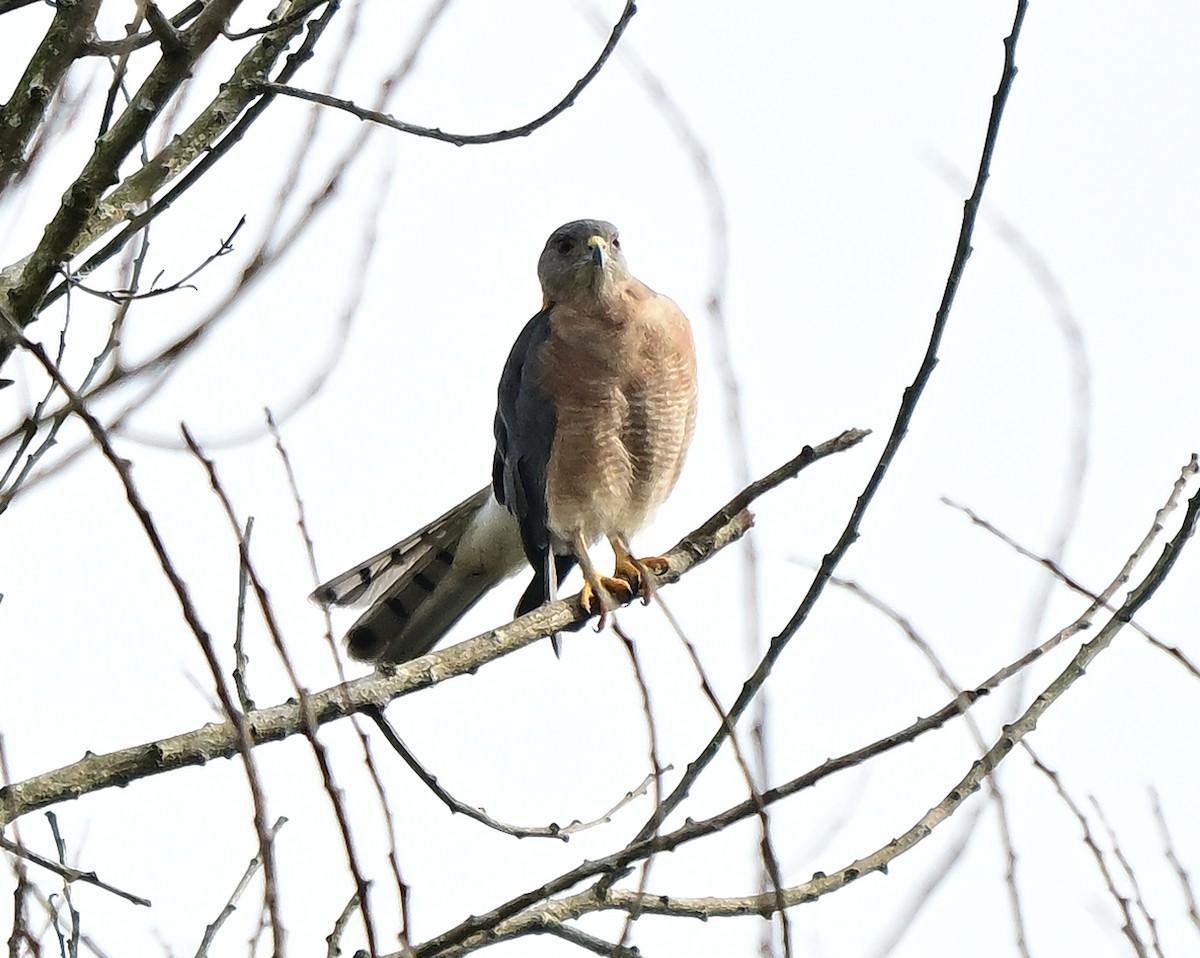 Schikrasperber - ML646388969