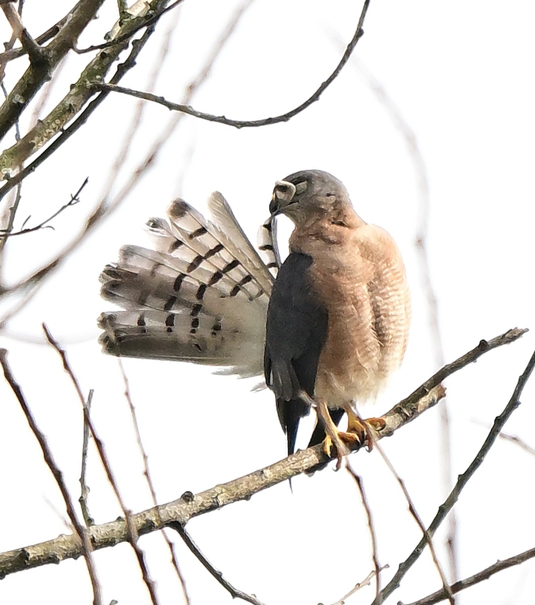 Schikrasperber - ML646388970