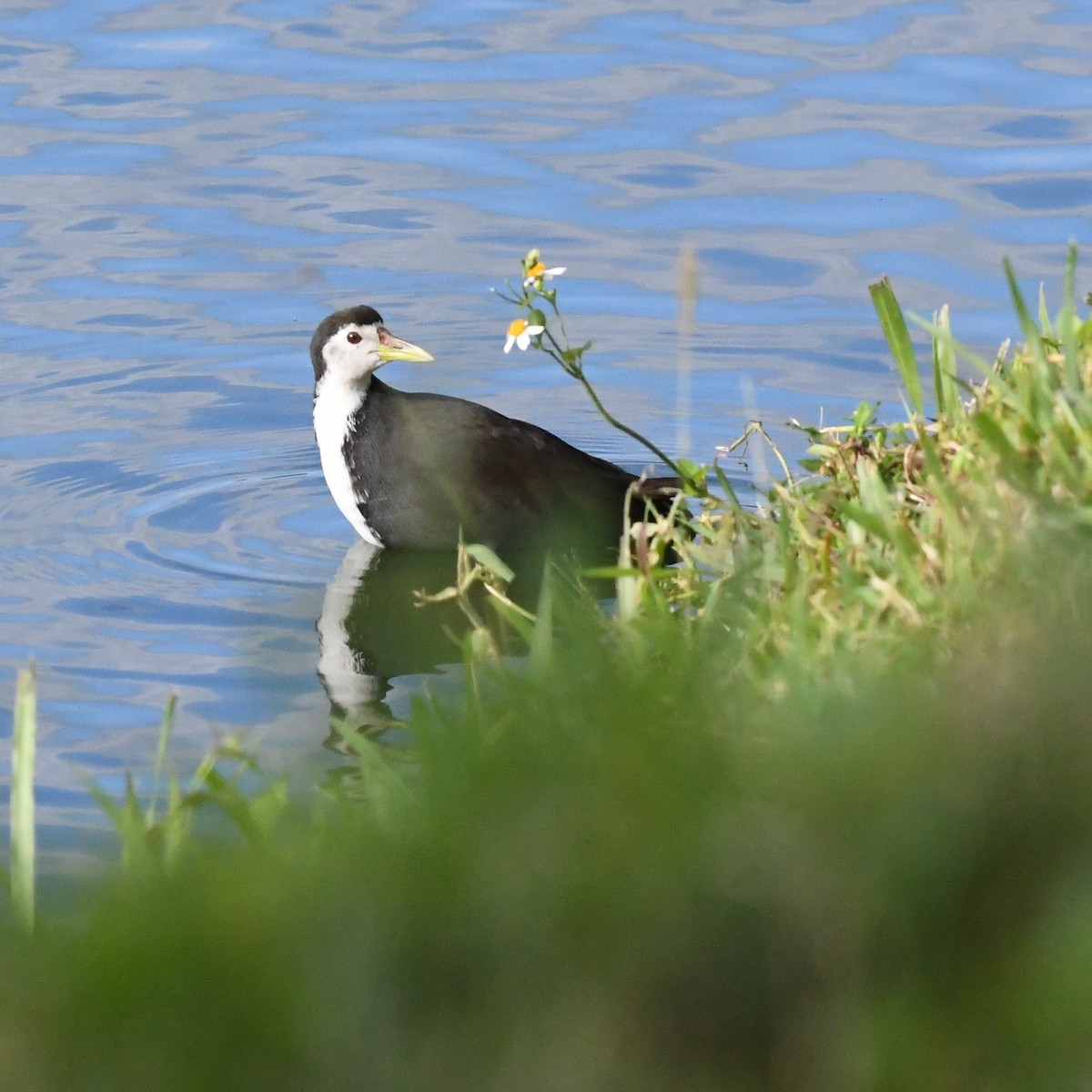 Weißbrust-Kielralle - ML646388971